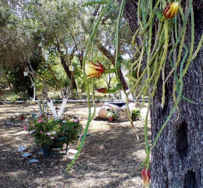 Reggis Apartments Δασιά Εξωτερικό φωτογραφία